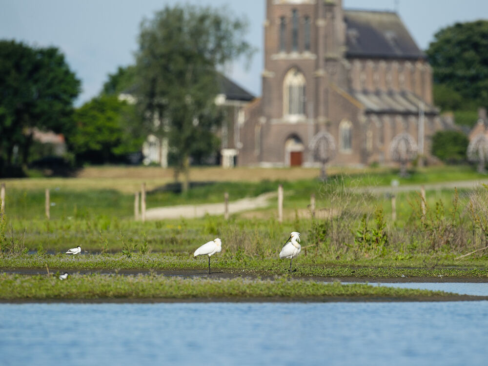 Lepelaars in het ondiepe water van de Liendense Waard, met de kerktoren van Batenburg op de achtergrond
