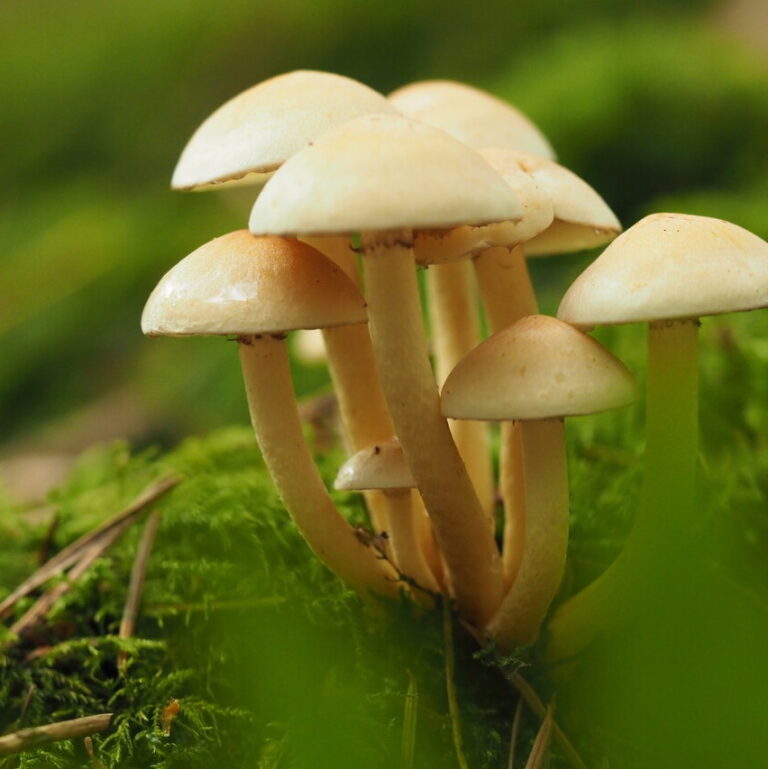 Paddenstoelenwandeling – Hernen — natuur in Wijchen
